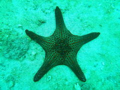 Pentaceraster cumingi