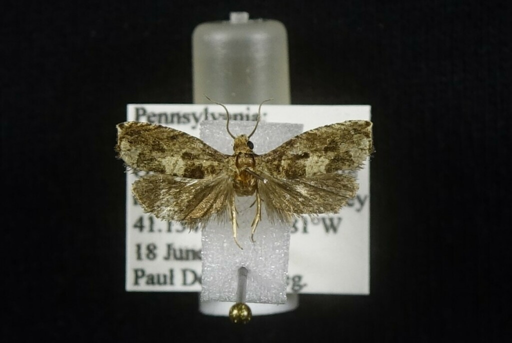 Sonia divaricata