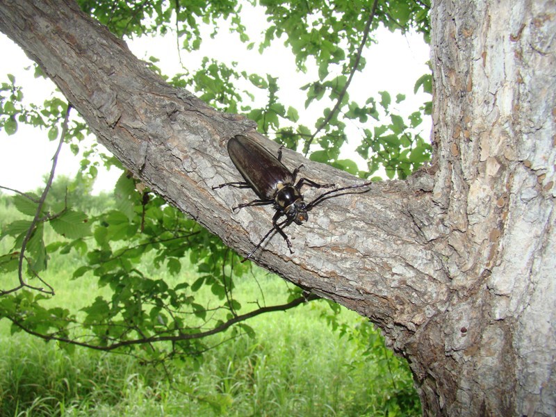 Callipogon relictus · iNaturalist