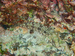 Gobioclinus dendriticus