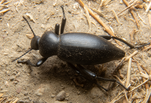 Dentate Stink Beetle photo 6