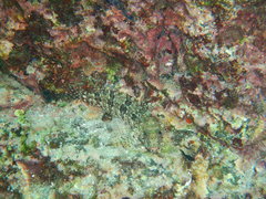 Gobioclinus dendriticus