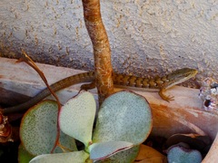 Elgaria multicarinata