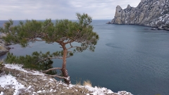 Pinus brutia pityusa