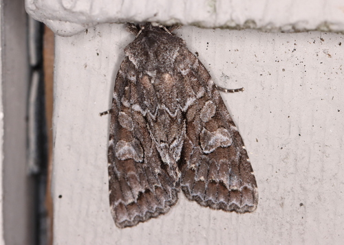 Broad Sallow photo 2