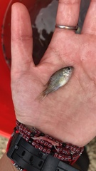 Lepomis macrochirus