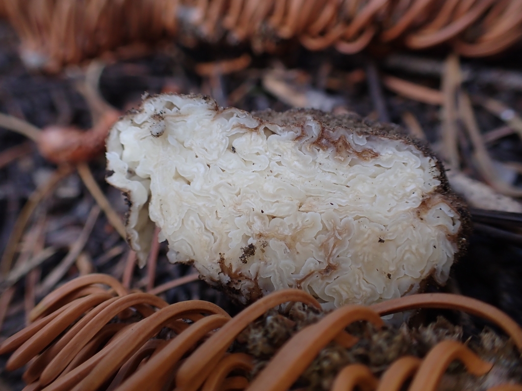 Geopora sp. 'CA01'