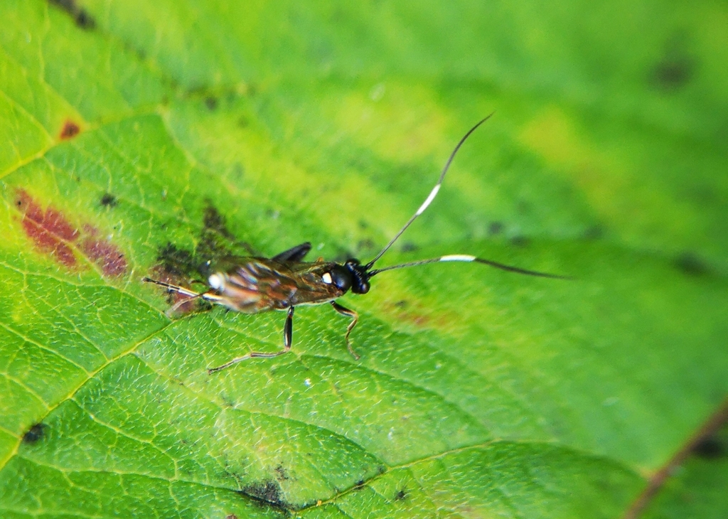 Asthenolabus