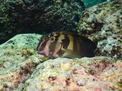 Ophioblennius steindachneri