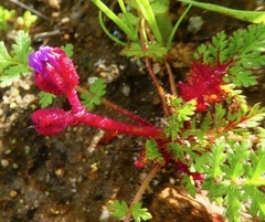 Synchytrium papillatum