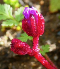 Synchytrium papillatum