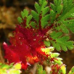 Synchytrium papillatum