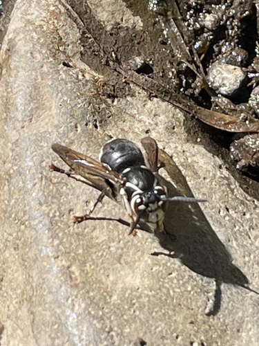 iNaturalist observation photo of Bald-faced Hornet