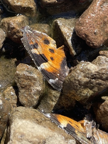 iNaturalist observation photo of California Tortoiseshell