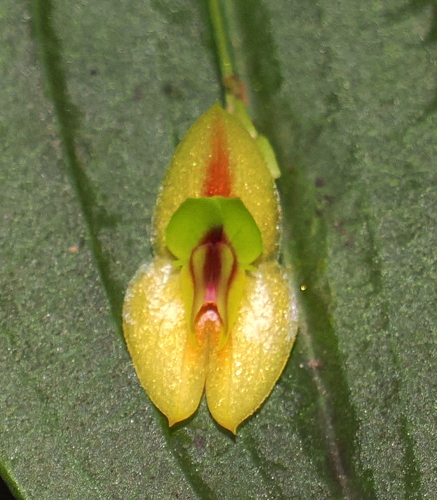 Montezumae Orchid