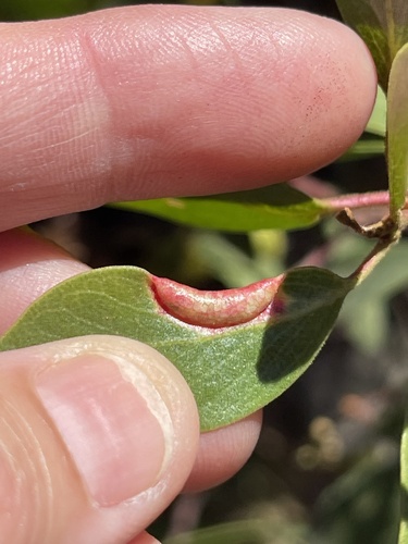 iNaturalist observation photo of Manzanita Leafgall Aphid