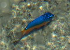 Microspathodon bairdii