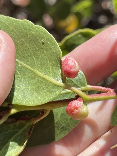 iNaturalist observation photo of Manzanita Leafgall Aphid