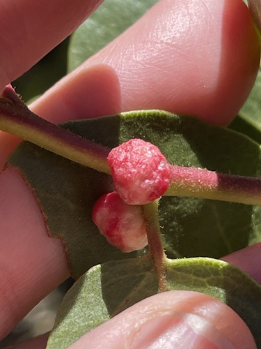 iNaturalist observation photo of Manzanita Leafgall Aphid