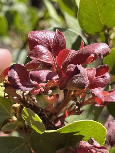 iNaturalist observation photo of Exobasidium