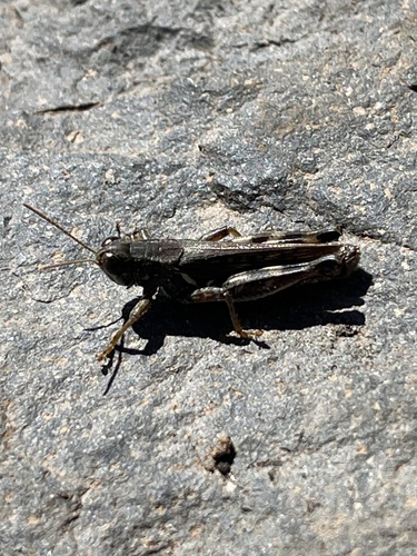 iNaturalist observation photo of Migratory Grasshopper