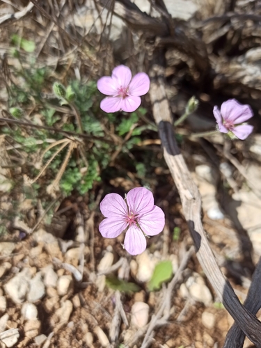Rock stork's-bill (Erodium foetidum)