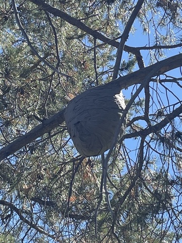 iNaturalist observation photo of Aerial Yellowjackets