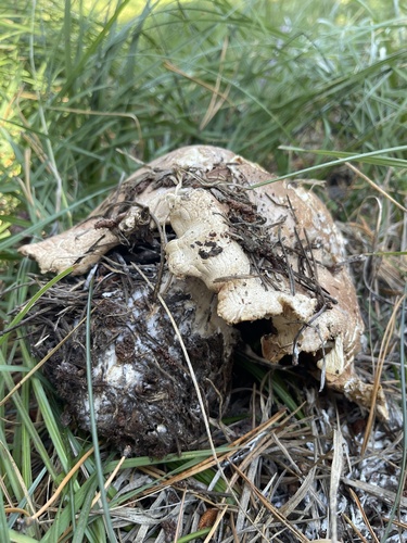 iNaturalist observation photo of Basidiomycete Fungi