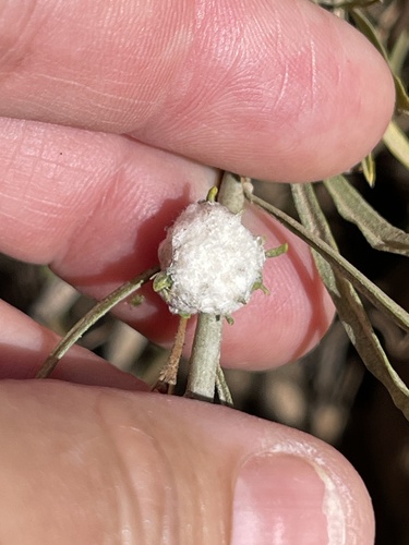 iNaturalist observation photo of Cotton-gall Tephritid
