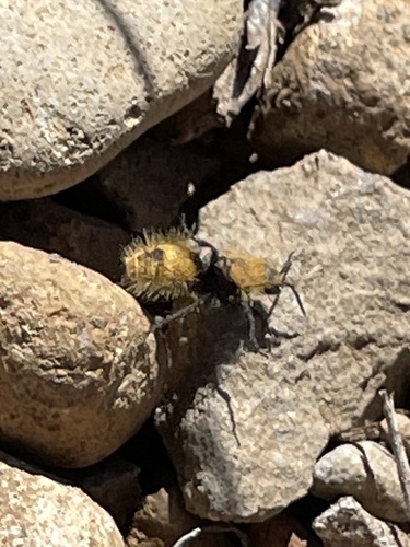 iNaturalist observation photo of Dasymutilla californica