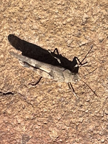 iNaturalist observation photo of Fontana Grasshopper