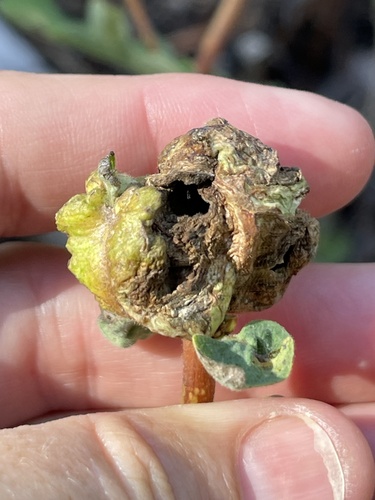 iNaturalist observation photo of Snowberry Sawfly