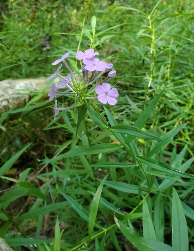 Image of Wild Sweetwilliam (Phlox maculata) by no rights reserved