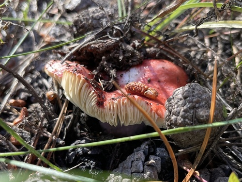 iNaturalist observation photo of brittlegills