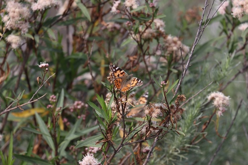 iNaturalist observation photo of Painted Lady