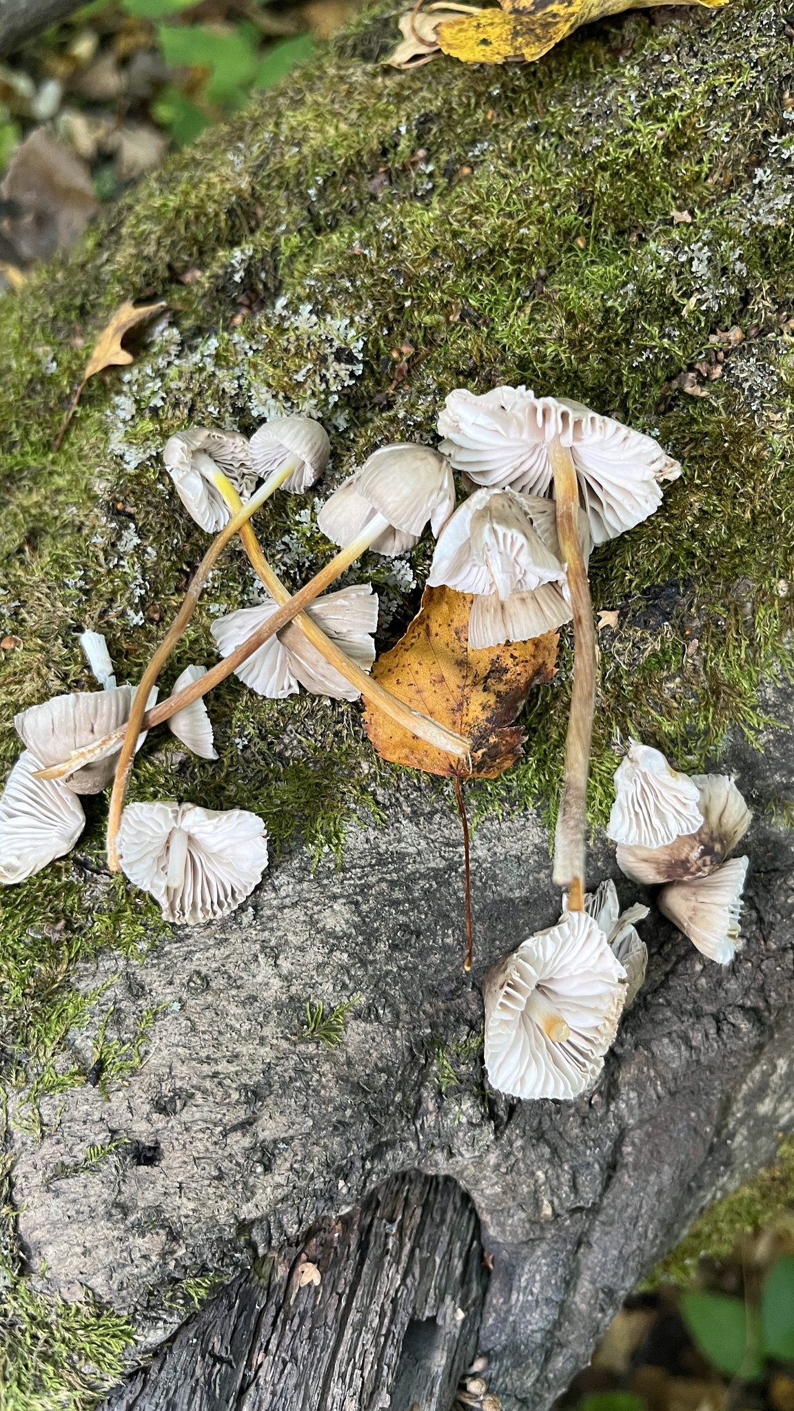 Mycena inclinata