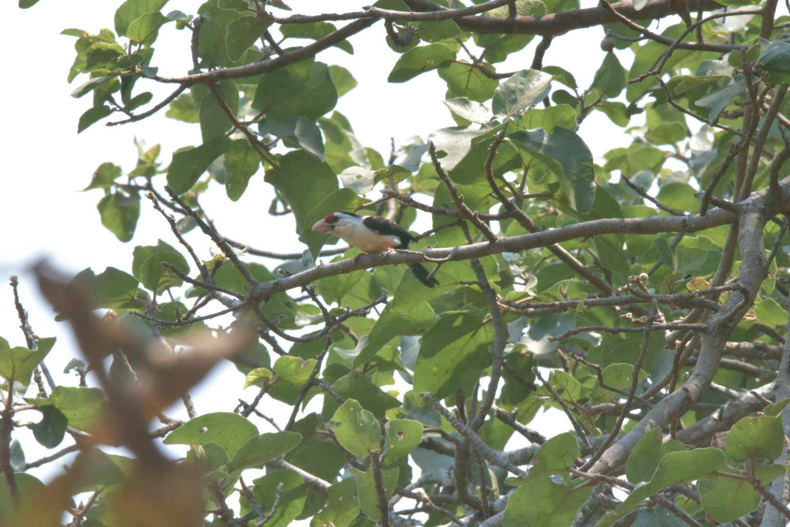 Black-backed Barbet illustration