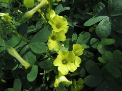 Oxalis pes-caprae