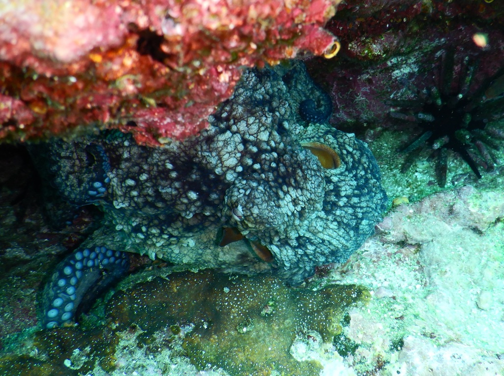 Galapagos Octopus
