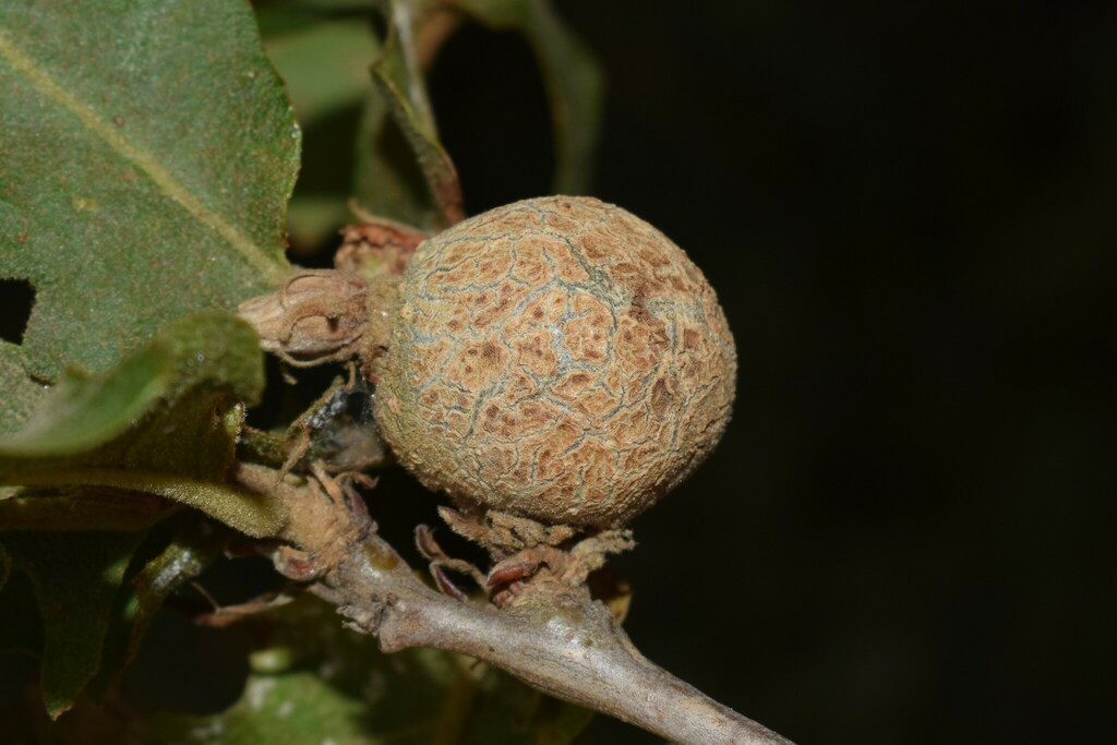 Synophrus politus