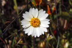 Layia glandulosa