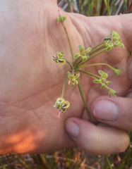 Pelargonium multiradiatum