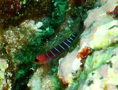 Galapagos Blue-Banded Goby photo 3