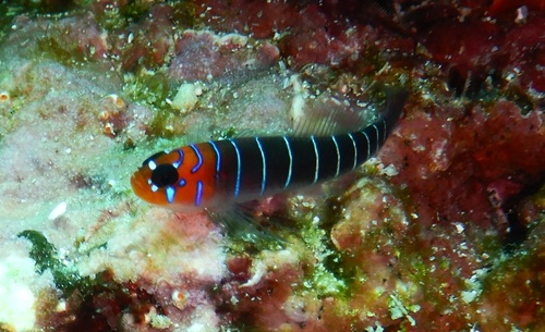 Lythrypnus gilberti