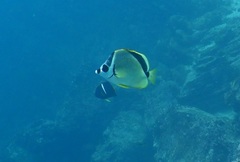 Johnrandallia nigrirostris