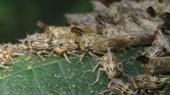 Aconophora compressa