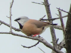 Black-Throated Finch photo 5