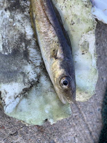 Foto de Merlan (Merlangius merlangus)