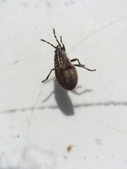Rhypodes