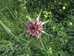 Tragopogon porrifolius